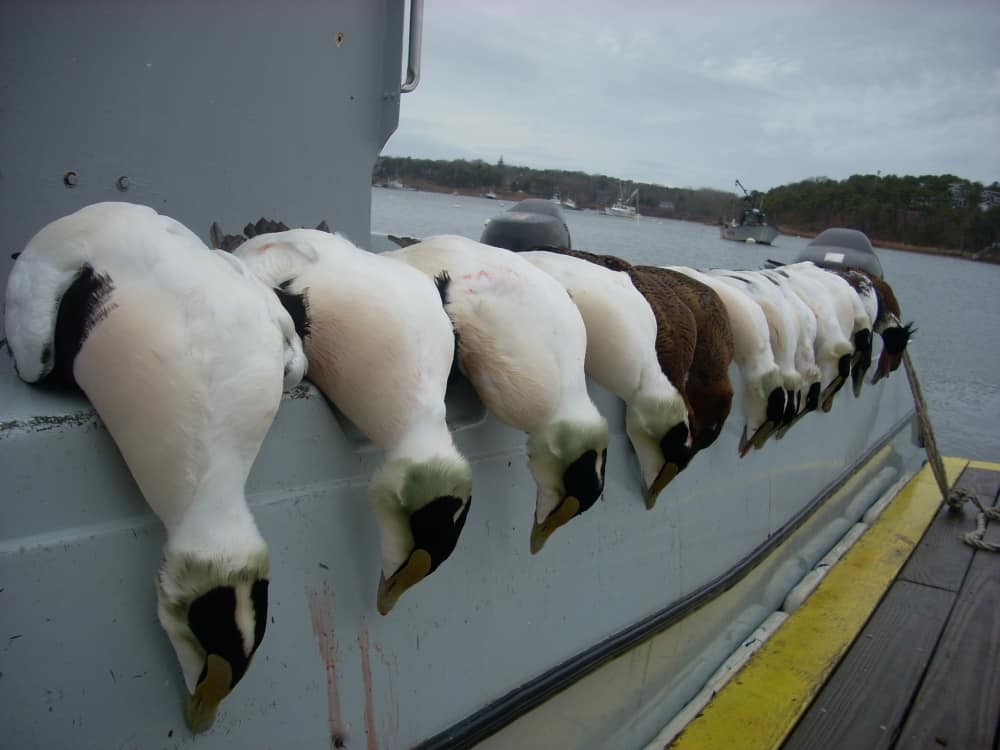 Eider ducks on gunwale of hunting boat