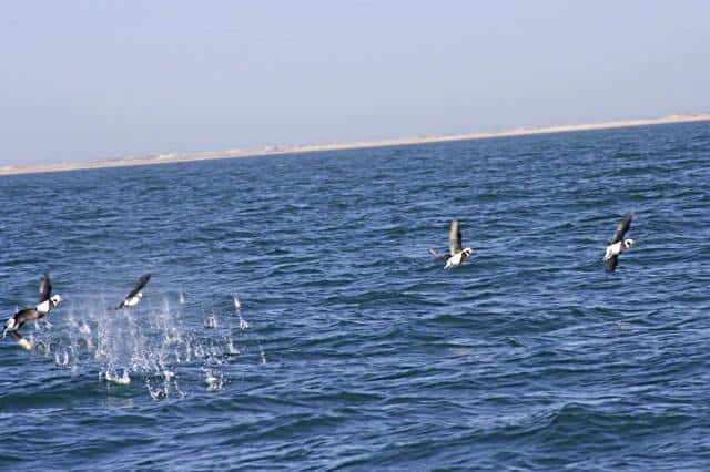 Old Squaw ducks diving for molluscs and crustaceans