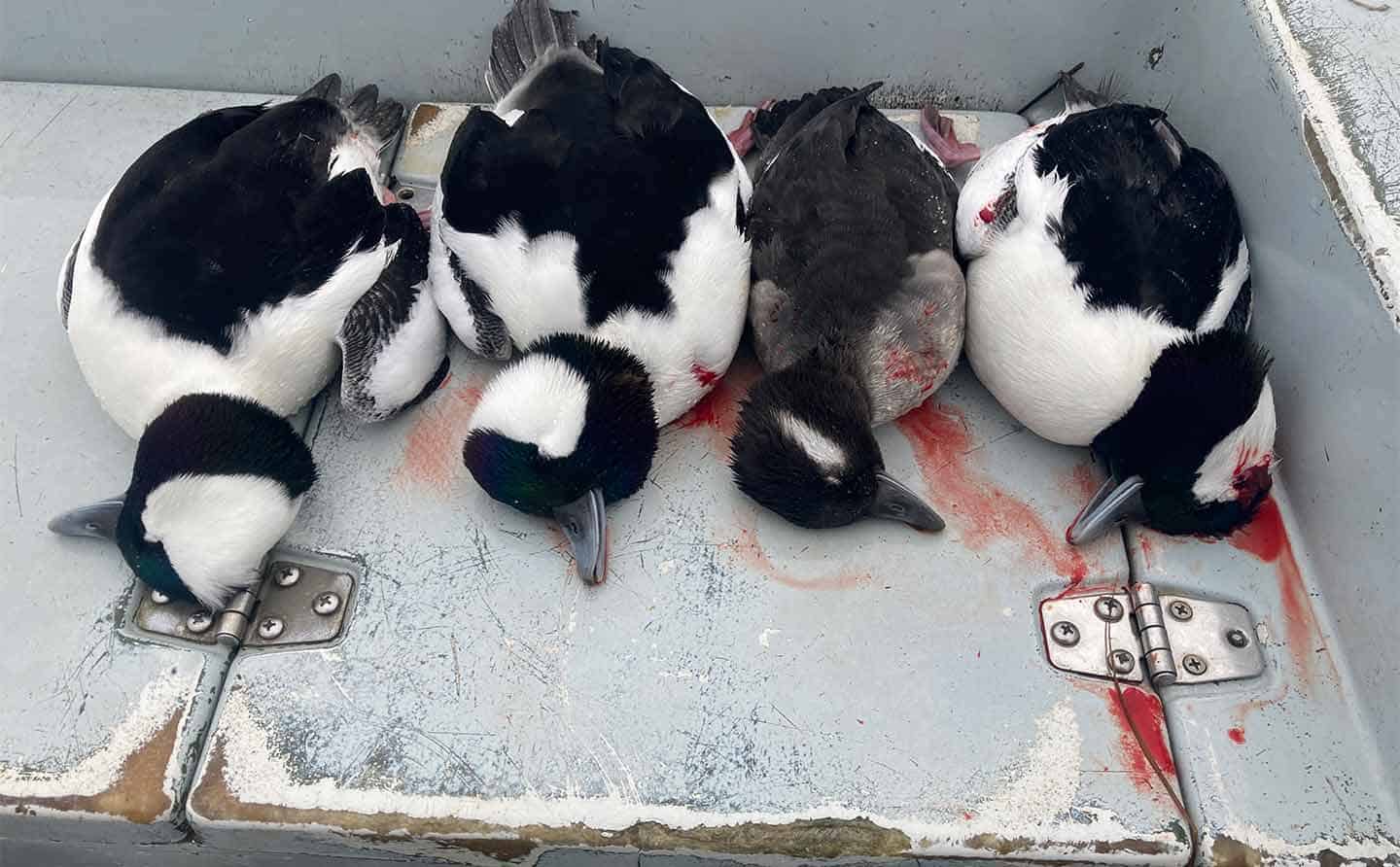 Four buffleheads from a sea duck hunt