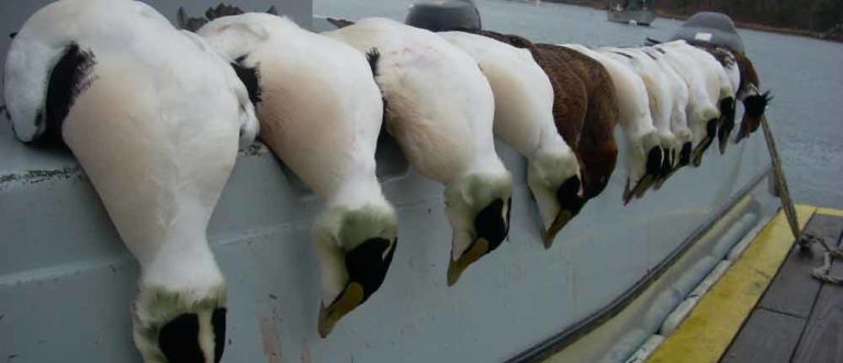 Eiders on the gunwale of the sea duck hunting boat