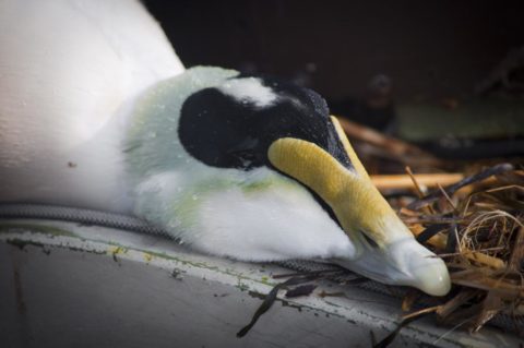 An eider head