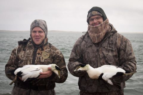 Two eiders with their eiders