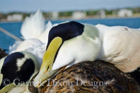 Sea duck hunt: Eider