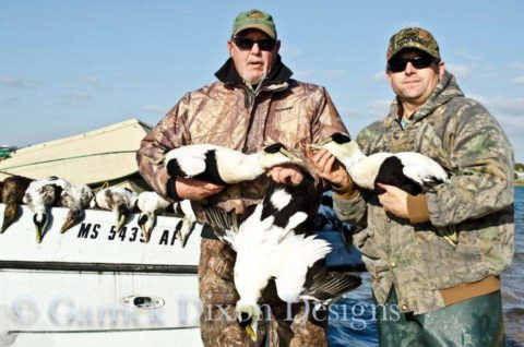 After the hunt - eiders on display