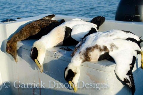 Eider hen and two drakes