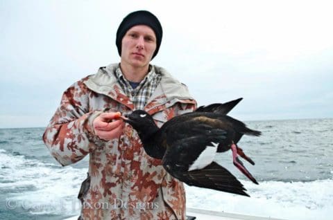 Nice drake white winged scoter