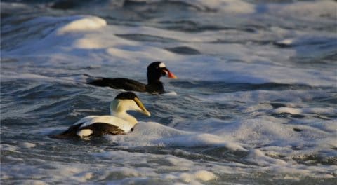 An eider and a scoter in the water