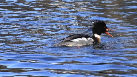 Red-breasted Merganser