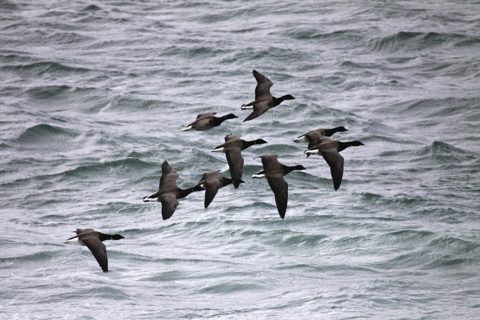 Brant soaring over the water