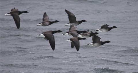 Brant in flight