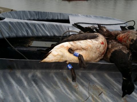 The banded legs of a sea duck