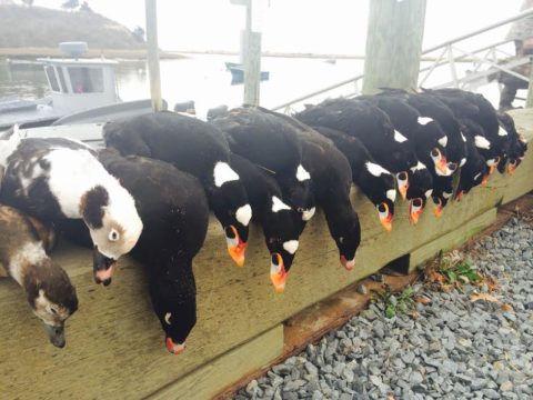 A sea duck lineup