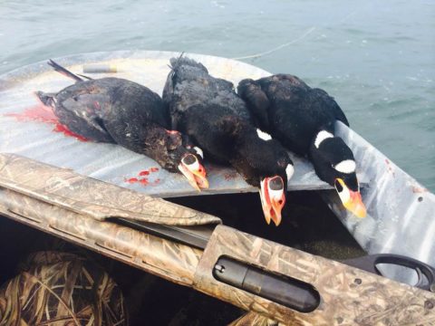 Three scoters