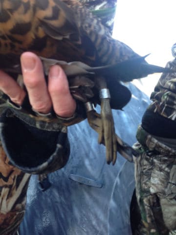 The banded legs of a sea duck