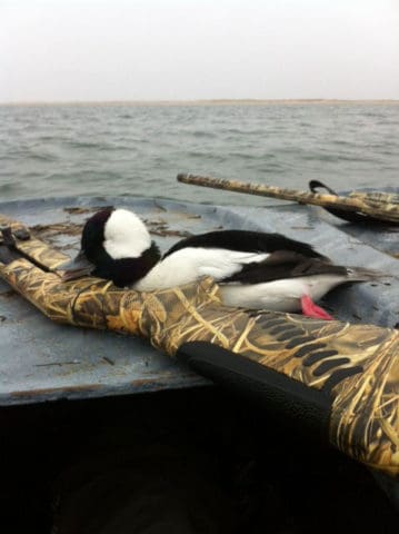 Bufflehead