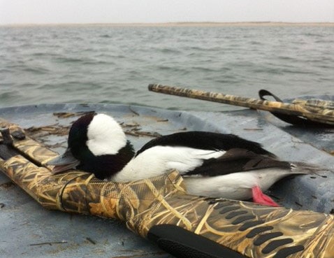 Bufflehead sea duck