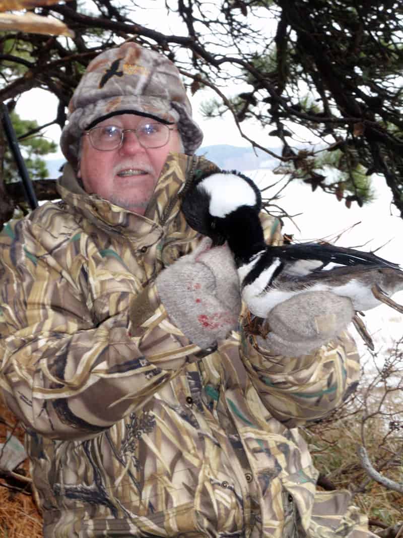 Bufflehead duck