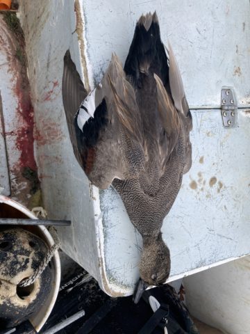 Sea duck hunted in New England