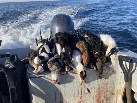 Heading home from the sea duck hunt