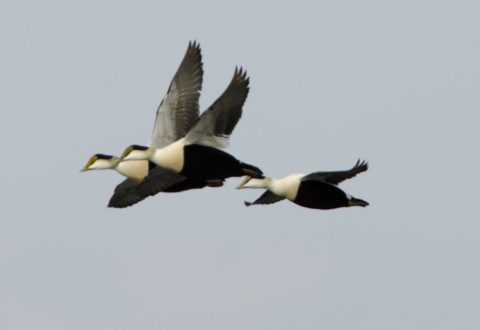 Eiders in flight