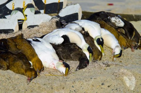 Morning sea duck hunting for eiders and scoters