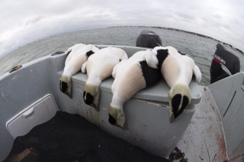 Guided sea duck hunting