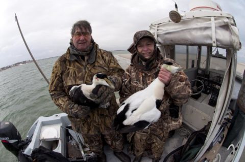 Two hunters, two eiders