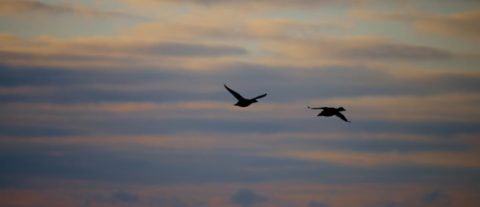 Sea duck hunting at first light