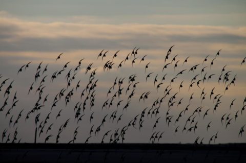 Large flock of sea birds