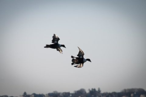 A pair of eiders