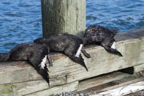 Sea ducks on the dock