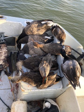 The results of a day's sea duck hunt