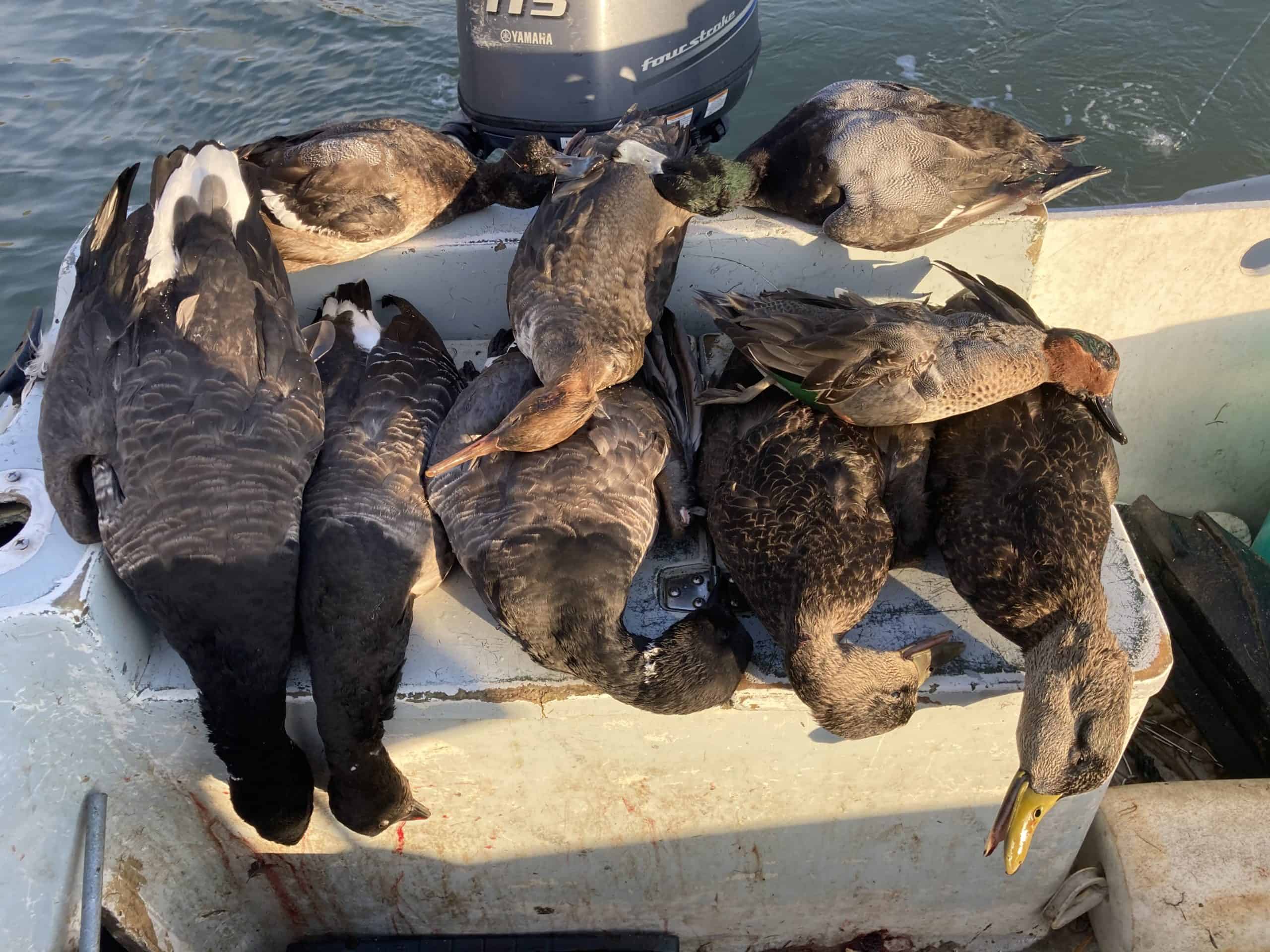 Black ducks after a successful hunt