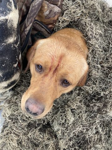 Hunting dog during a hunt