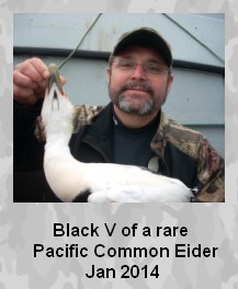 Black V of a rare Pacific Common Eider