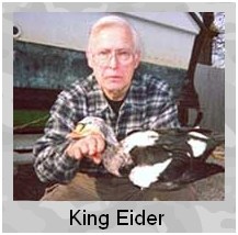 King Eider