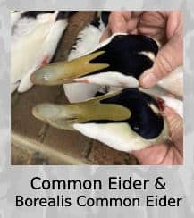 eider-camo Common Eider and Borealis Common Eider