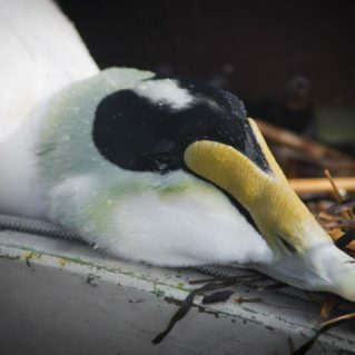 Close up of an eider head