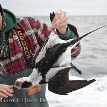 Sea duck hunter with log tail duck