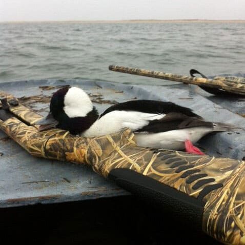 A Bufflehead