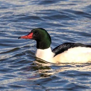 Merganser in the water