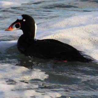 Scoter swimming in the surf